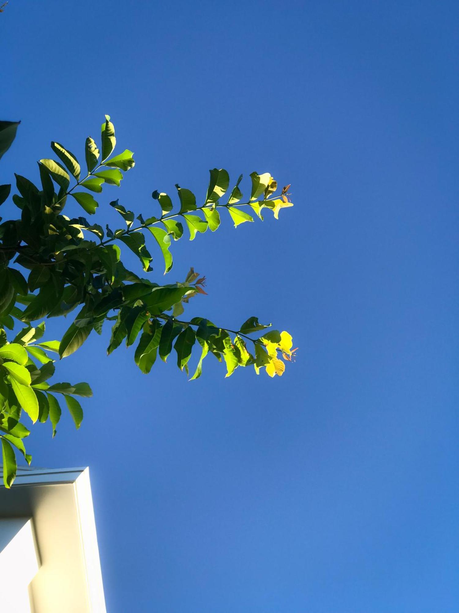 Hoi An Lotus Aroma Villa Ngoại thất bức ảnh